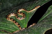 Cat-Eyed Snake on leaf Corcovado NP Costa Rica