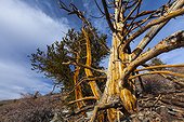 Bristlecone Pine at Ancient Bristlecone Pine forest  USA