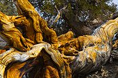 Bristlecone Pine at Ancient Bristlecone Pine forest  USA