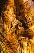 Bristlecone Pine at Ancient Bristlecone Pine forest  USA