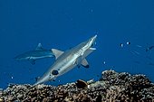 Grey Reef Shark and Cleaner Wrasse Moorea French Polynesia