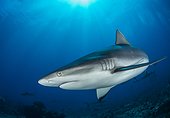 Gray Reef Shark over the reef Tahiti French Polynesia 