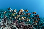 Orange-ear Surgeonfishes on reef Tahiti French Polynesia 
