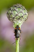 Red Spotted Plant Bug on flower bud Lorraine France