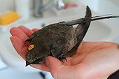Pallid Swift hand-held in a care center France ; found in Grenoble and brought to the clinic "The Tichodrome" 
