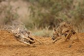 African wolves protecting a dead zebu in Senegal
