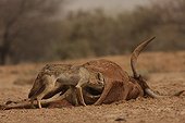 African wolf eating a dead zebu in Senegal