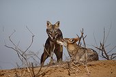 Male African wolf with female in heat   Senegal