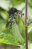 Nest of caterpillars Camberwell Beauty on nettle France