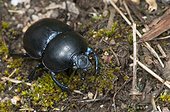 Dor Beetle undergrowth Lorraine France