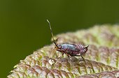 Red-spotted plant bug larva on a leaf in a garden France