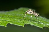 Mosquito on a leaf Petite Camargue alsacienne France