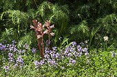 Orobranche and Serpolet flowering Lawn limestone France