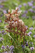 Orobranche and Serpolet flowering Lawn limestone France