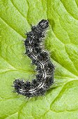 Painted Lady caterpillar on leaf in a garden Lorraine France