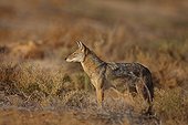 Young african wolf in winter  Senegal