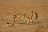 Young african wolf playing in Senegal