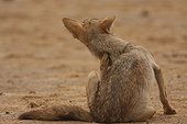 African she-wolf grooming   Senegal