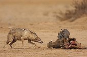Baby wart hog chasing a she-wolf from the body of her mother