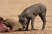 Baby wart hog near her dead mother eated by a she-wolf
