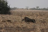Hog near running after a wolf saving her baby  Senegal