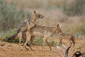 Young african wolf  in mating position on another male