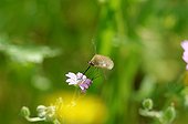 Diptera pollinating a pink flower Lorraine France 