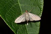 Moth on a leaf Vanuatu 