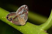 Moth on rod Vanuatu 