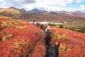 Shipping horse in autumn Yukon Canada  ; South Lakeland, near Coal Lake 