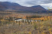 Burned in autumn forest around Rose Lake Yukon Canada ; Forest burned there ten years, 