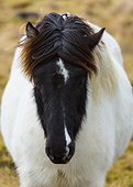 Portrait of Iceland horse in Iceland