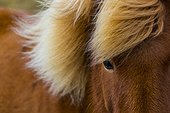 Portrait of Iceland horse in Iceland