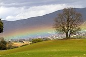 Rainbow and Durmast oak in the middle of fields Spain