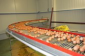 Production of Eggs Hens Spain