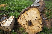 Durmast Oak attacked by larvae Long-horned Beetle Spain 