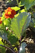 Red cabbages and nasturtium in an organic kitchen garden