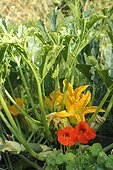 Zucchinis and nasturtium in an organic kitchen garden