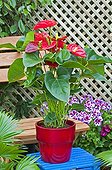 Anthurium 'Alabama' in pot on a garden terrace
