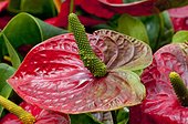 Anthurium 'Alabama' in bloom in a garden