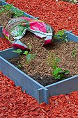Making of a squarefoot kichen garden ; Cacao ships mulching on the squarefoot garden