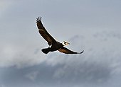 Great cormorant flying Lake Kerkini Greece