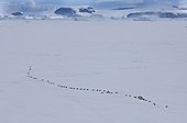 Emperor Penguins walking across ice near Snow Hill Island