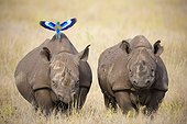 Lilac-breasted Roller posing on a Black rhinoceros