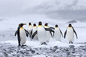 King penguins in snow - Southern Georgia
