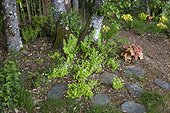 Woodruffs in a wild garden 