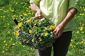 Making of dandelion manure in a garden ; Mainly used for fruit trees, dandelions manure is prepared in March / April using flowers, leaves and roots.