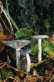 Aniseed funnel caps in undergrowth