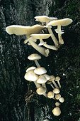Porcelain mushrooms in undergrowth