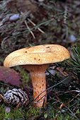 Bloody milk cap in undergrowth